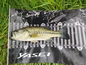 Smallmouth Bass