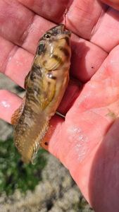 Tompot Blenny