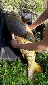 Common Carp