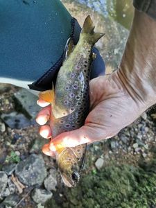 Brown Trout