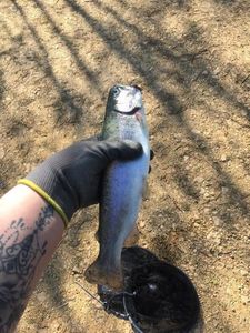 Rainbow Trout