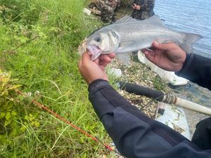 European Bass (Seabass)