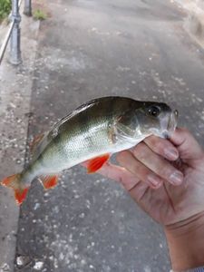 European Perch
