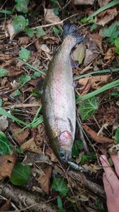 Rainbow Trout