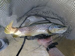 Brown Trout