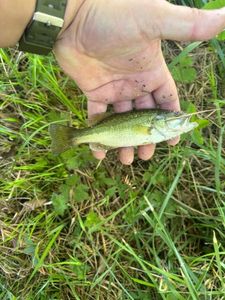 Smallmouth Bass