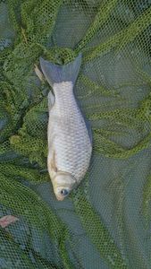 Crucian Carp