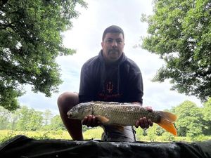 Common Carp