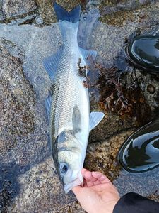 European Bass (Seabass)