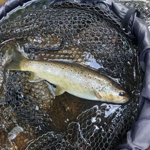 Brown Trout