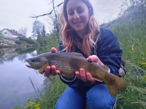 Brown Trout