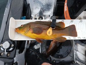 Ballan Wrasse