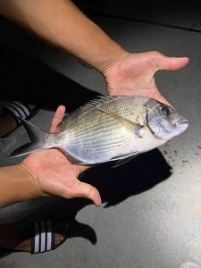 White Seabream