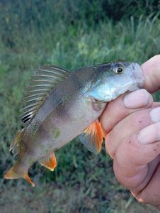 European Perch