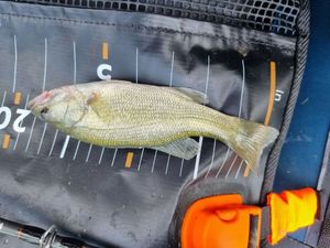 Largemouth Bass