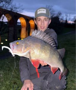 European Perch