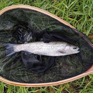 Rainbow Trout