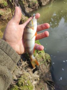 European Perch