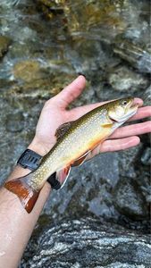 Brook Trout