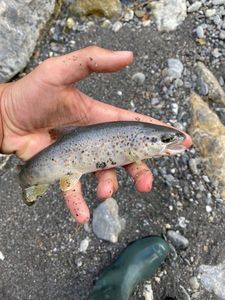 Brown Trout