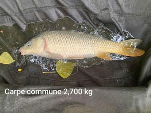 Common Carp