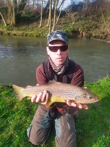 Brown Trout