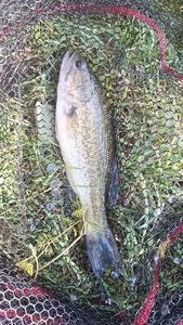 Largemouth Bass