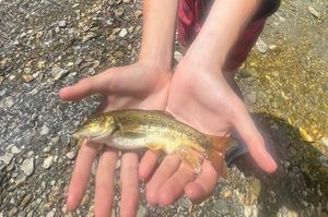 Barbel