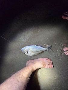 Gilthead Seabream
