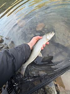 Lake Trout