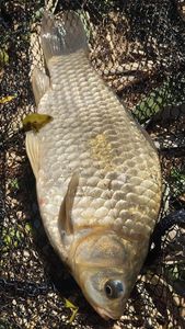 Crucian Carp