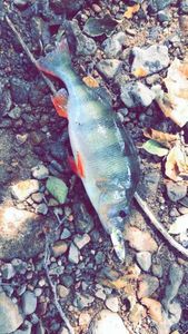 European Perch