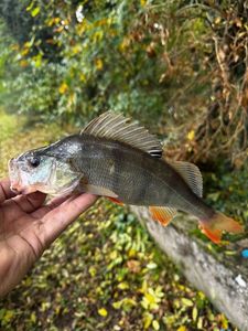 European Perch