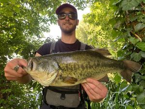 Largemouth Bass
