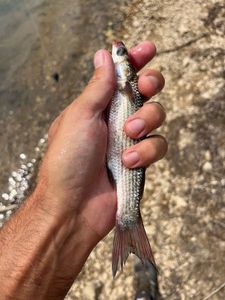 Leaping Mullet