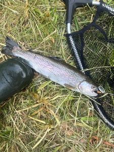 Rainbow Trout