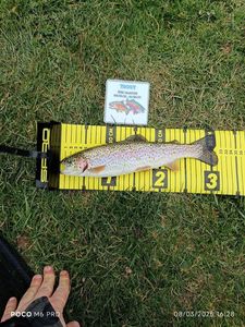 Rainbow Trout