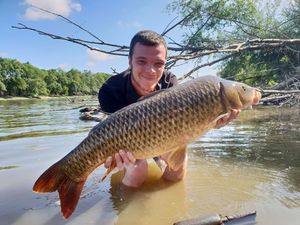 Common Carp