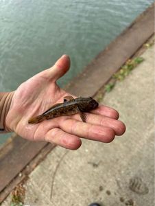 Round Goby