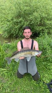 Zander