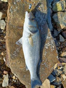 European Bass (Seabass)