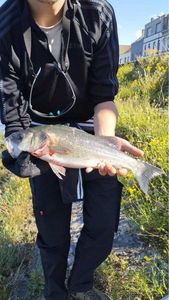 European Bass (Seabass)