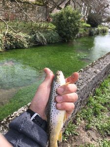 Brown Trout