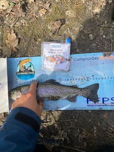 Rainbow Trout