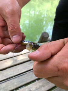 European Perch