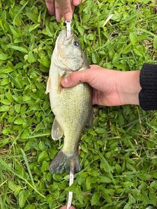 Largemouth Bass