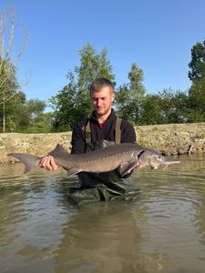 Sturgeon