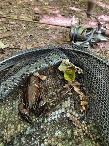 Red Swamp Crayfish