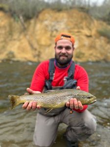 Brown Trout