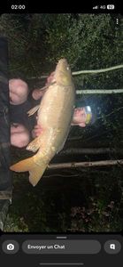 Mirror Carp